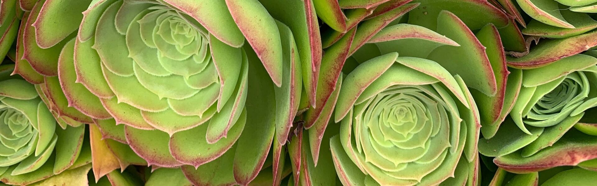 A group of succulent plants